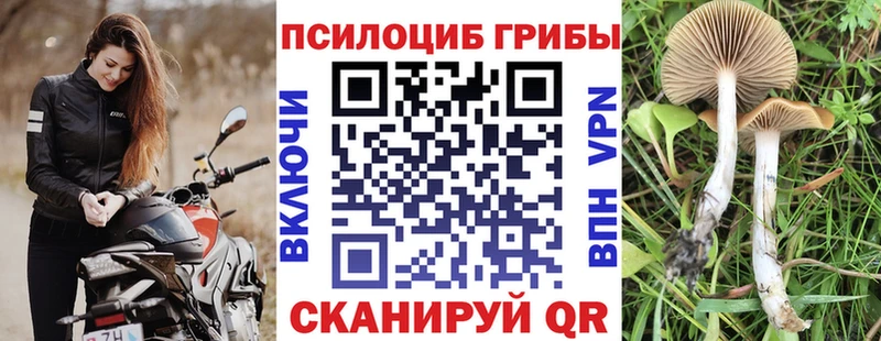 Купить закладки  Озёры  Галлюциногенные грибы Cubensis 